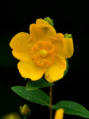 Close up a hypericum patulum flower