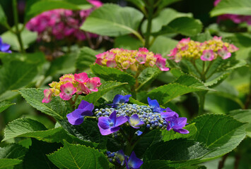 Hydrangea flowers in full bloom