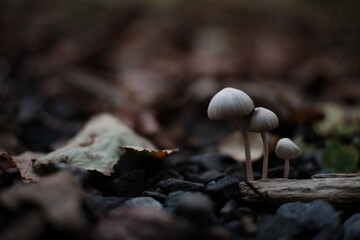 丸くて小さなキノコ