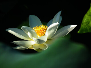 White lotus in sunlight