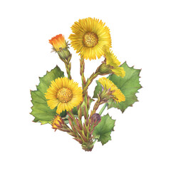 Closeup of bright yellow coltsfoot flowers with leaves (Tussilago farfara, tash plant, coughwort, farfara). Watercolor hand drawn painting illustration isolated on white background.