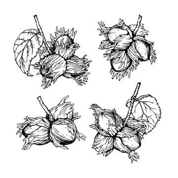 Set with hazelnut fruits with spiny husks and leaves (Corylus avellana, common hazel, cobnuts, forest filbert). Black and white outline illustration, hand drawn work isolated on white background