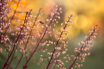 Zachód słońca w ogrodzie - Żurawka © mycatherina