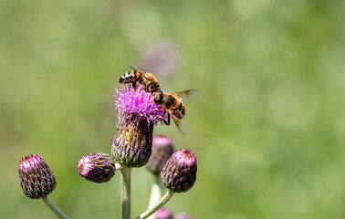 Honey bee on lilac flower