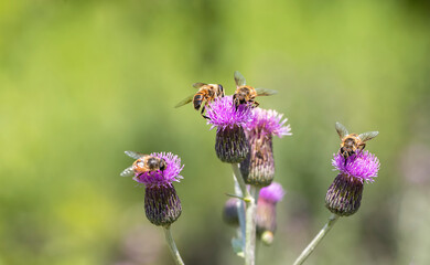 Honey bee on lilac flower