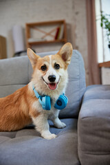 Happy, smiling, beautiful purebred corgi dog sitting on sofa in modern living room on daytime. Dog wearing headphones. Concept of animal life, care, pet friend, lifestyle, happiness, vet