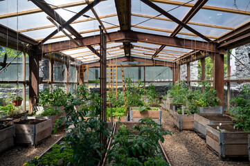 Wooden raised beds with plants in community garden greenhouse in Tallinn, Estonia at start of summer