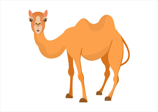 camel cartoon illustration