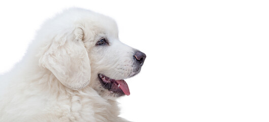 White puppy dog isolated on transparent background