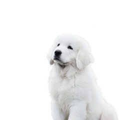 White puppy dog isolated on transparent background