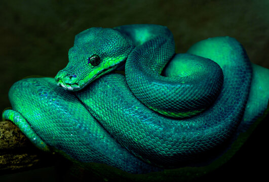 AI green snake in the grass