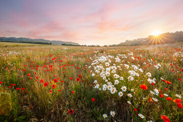 Wild flowers at sunrise with pink sky landscape - 612266651