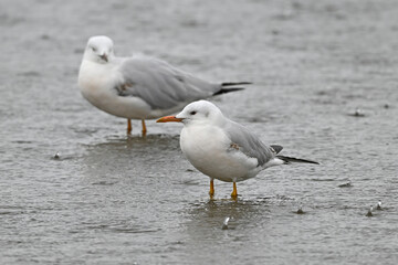 Dünnschnabelmöwe // Slender-billed gull (Chroicocephalus genei) - Axios Delta, Greece