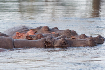 Fototapeta premium Close-up of a Hippos (Hippopotamus amphibius) in the Zambezi River near Victoria Falls, Zimbabwe