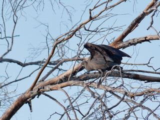 The Hadada Ibis (Bostrychia hagedash) walking on the branches with a clear blue sky in the background near the Zambezi River, Zambia