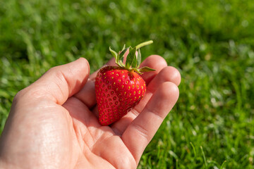 Erdbeere in der hand
