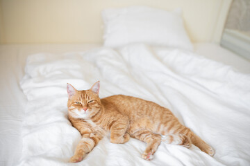 Ginger cat lies on white bedsheet and looking at camera