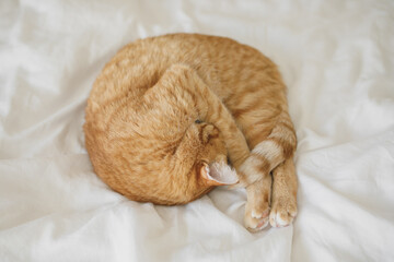 Curled up ginger cat peacefully slumbering on a pristine white bedsheet, with its nose adorably tucked away