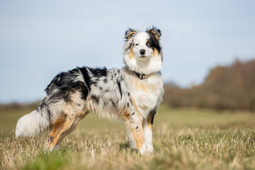 Australian Shepherd