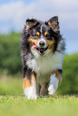 Australian Shepherd