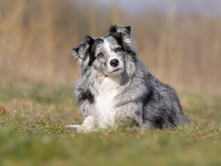 Australian Shepherd