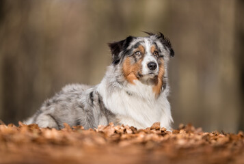 Australian Shepherd
