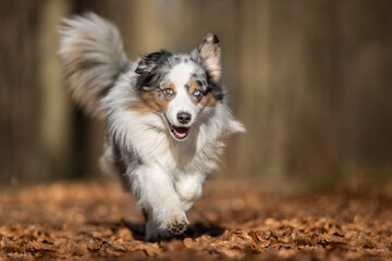 Australian Shepherd