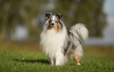 Australian Shepherd