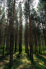 Forest landscape.Beautiful forest nature. Tall old pine trees. Summer sunny day. Azerbaijan