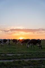 Group of cows during sunset in the field