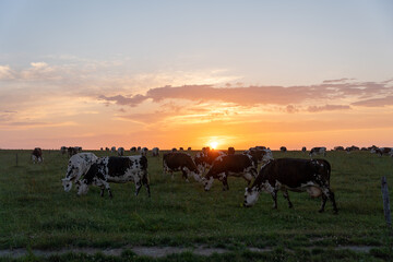 Many cows eating in a grass field during sunset in france