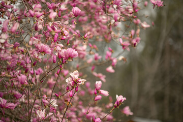 Spring Blooms