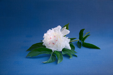 White branch single peony on the blue background