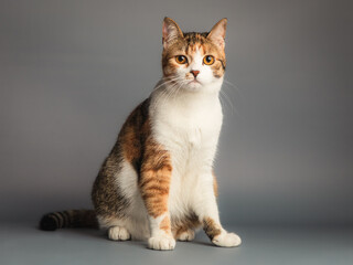 Portrait of little adorable tricolor kitten sitting 