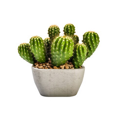  Cactus in a pot. Stock image for decorating a scene or background.
