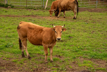 Close-up of a beautiful brown cow with small horns in the middle of a field with green grass and in the background another brown cow grazing in Asturias.