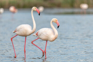 Greater Flamingo (Phoenicopterus roseus) in a swamp in spring.