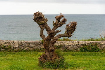 Detail shot of a tamarind tree in winter with its bare branches surrounded by very green grass, in the background the calm sea on a cloudy day.