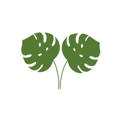 green leaf isolated on white background