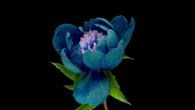 Timelapse of beautiful blue peony flower blooming on black background, close-up