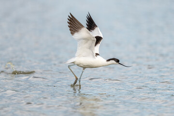 Pied Avocet (Recurvirostra avosetta) taking off in a Camargue pond.