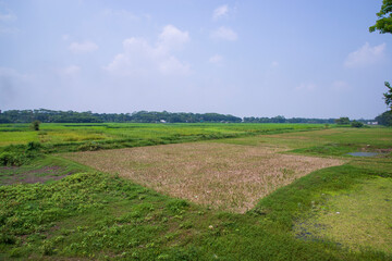 Natural Green Landscape view  field with blue sky