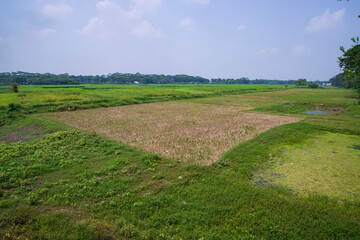 Fototapeta na wymiar Natural Green Landscape view field with blue sky