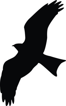 Vector silhouette flying birds on white background