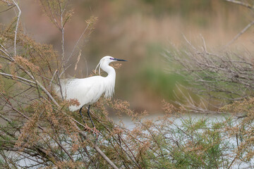 Little Egret (Egretta garzetta) courtship in a nesting colony in spring.