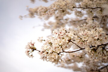 Cherry Blossoms Flower, Japanese Sakura blooming in Spring, Blurred Background - ピンク 春の花 桜