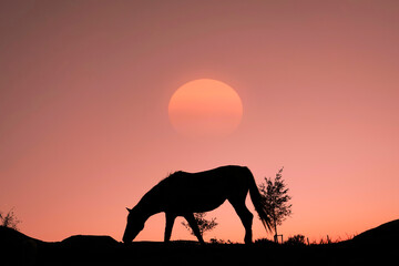 Fototapeta na wymiar horse silhouette in the countryside and beautiful sunset background