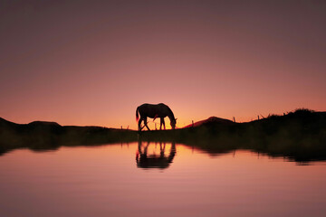 Fototapeta na wymiar horse silhouette in the countryside and beautiful sunset background