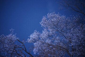 Cherry Blossoms Flower, Japanese Sakura blooming in Spring, Starry Night Background - ピンク...