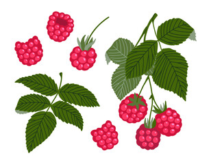Raspberry vector set. Sweet red forest berries and branches with leaves isolated on white background. Hand drawn cartoon organic natural healthy fruit illustration